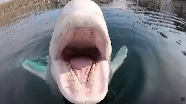 Friendly Beluga Whale Retrieves Kayaker's GoPro From Water