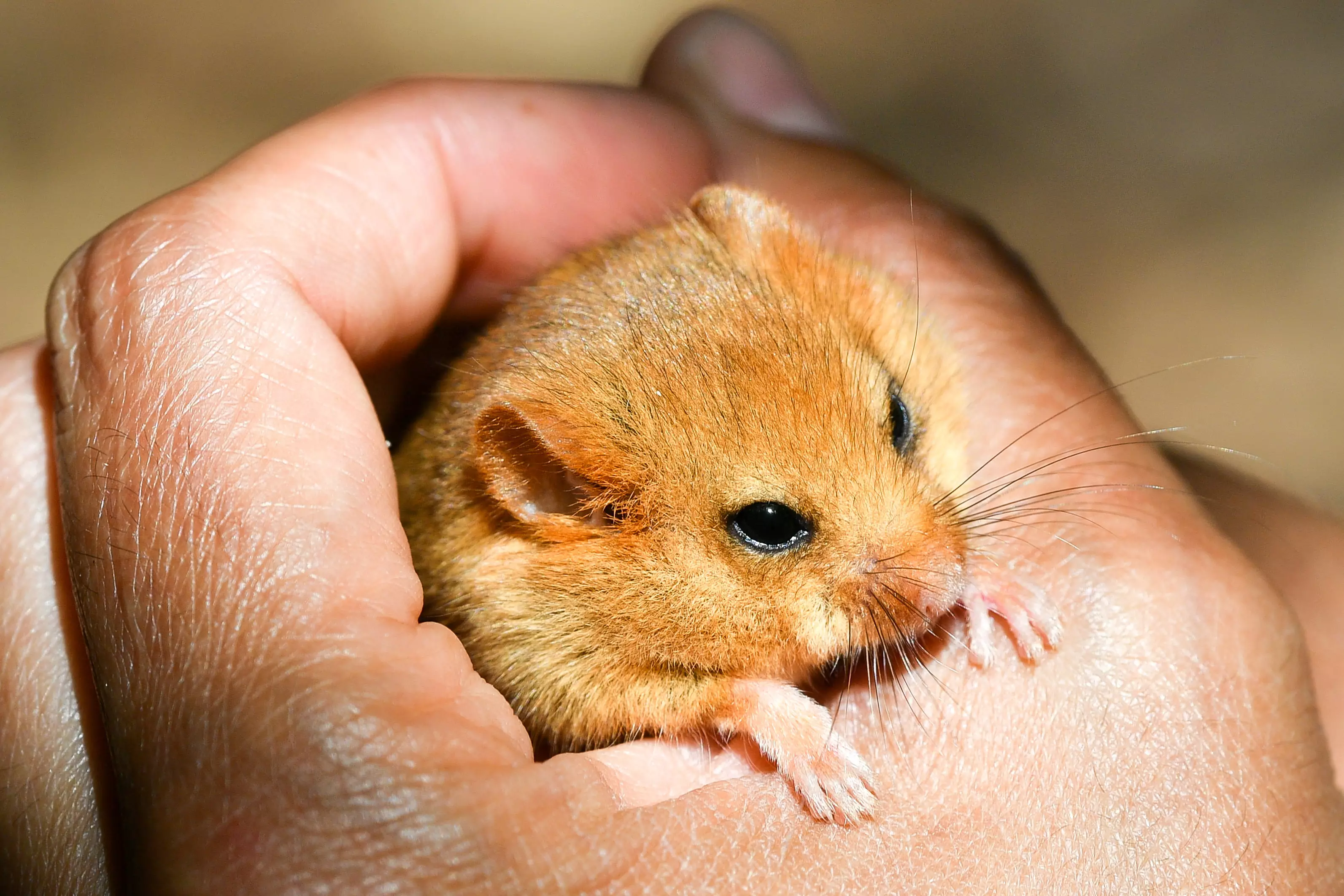 Clearly, we cannot allow an animal as cute as the hazel dormouse to become extinct.