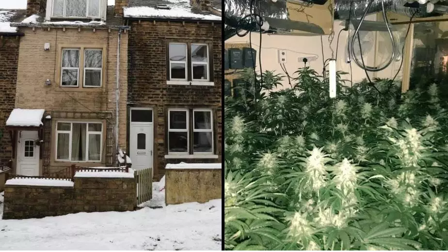 Police Find £80,000 Cannabis Farm After Noticing Roof With No Snow