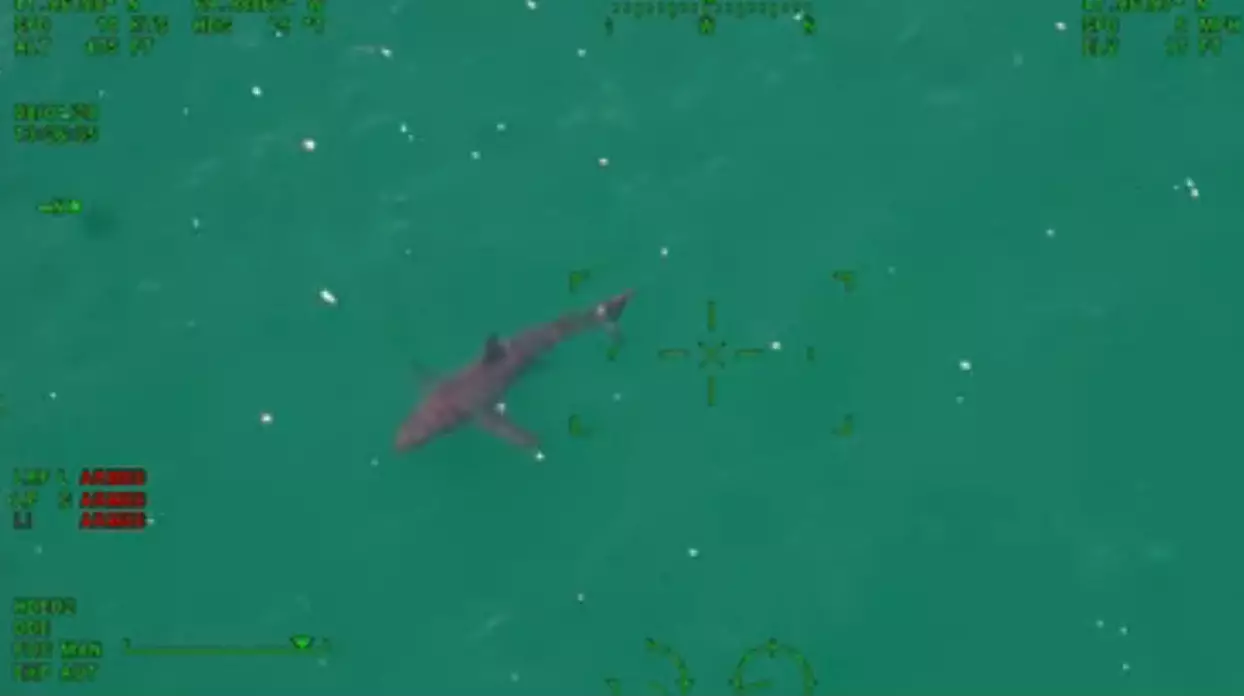Aerial Footage Shows 10ft Shark Swimming Near Beach In Cape Cod
