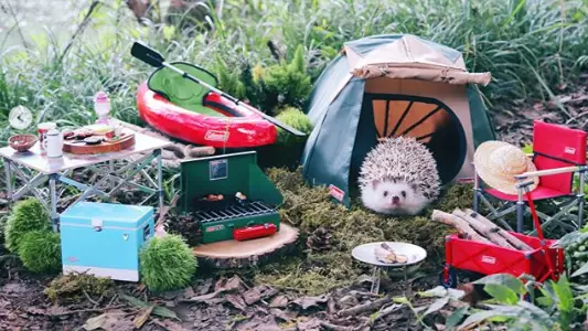 ​Tiny Hedgehog’s Adventure-Filled Camping Trip Goes Viral