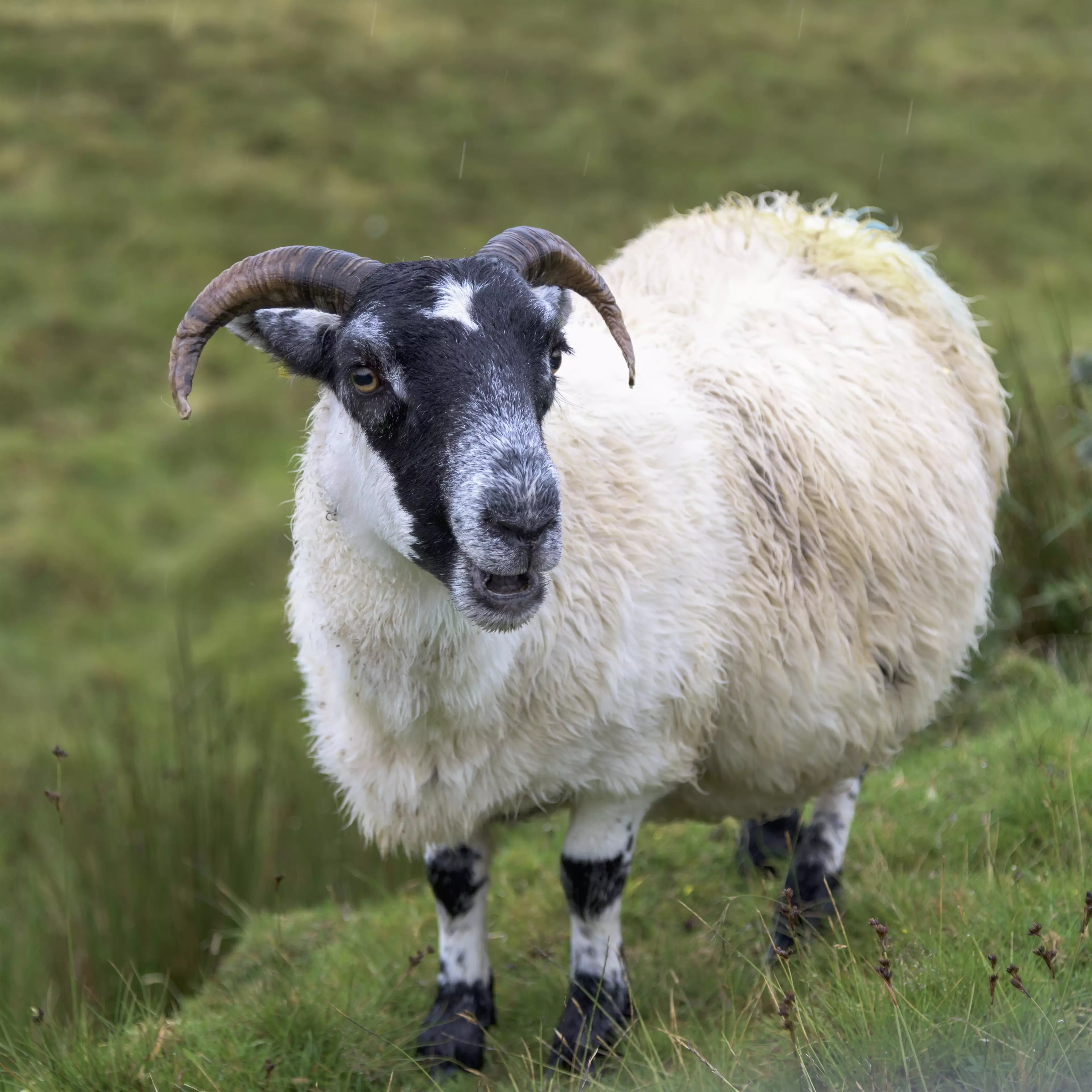 Scientists detected the virus in sheep in the Scottish Highlands.