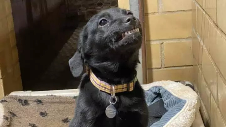 Black Labrador Smiles At People To Get Them To Adopt Him From Shelter