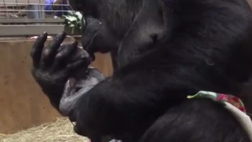 The National Zoo in Washington DC Welcomes A Newborn Baby Gorilla