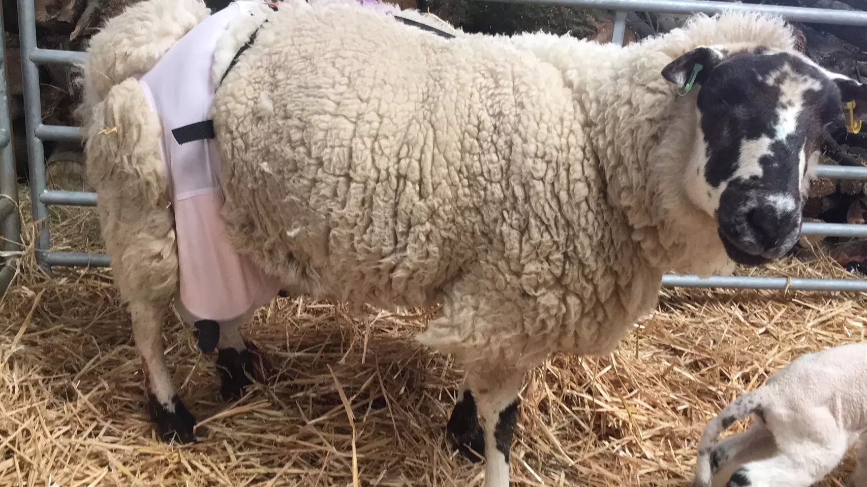 Barbra The Sheep Has To Wear DD Bra To Support Her Udders
