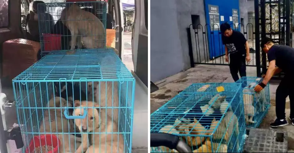 Dogs being rescued from cages in Yulin (
