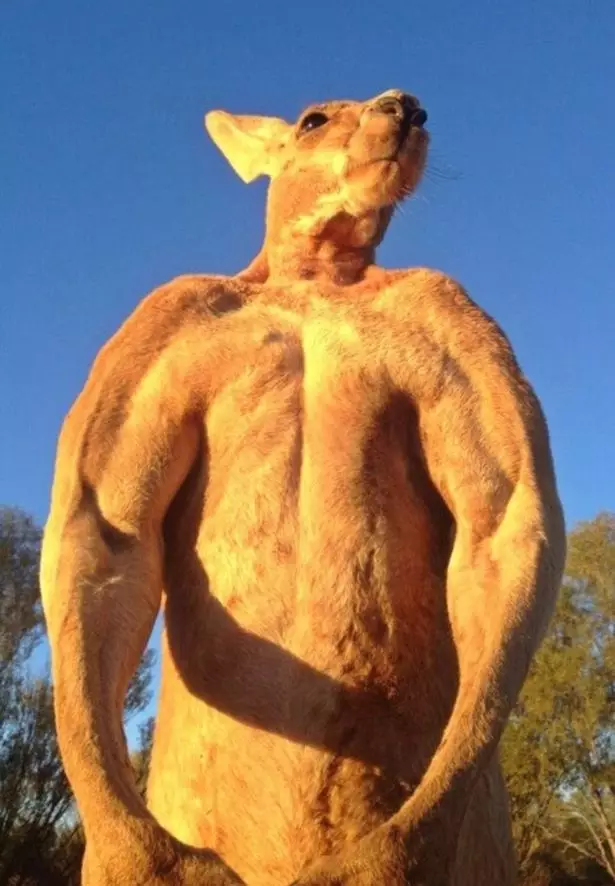 Roger the kangaroo has died aged 12.