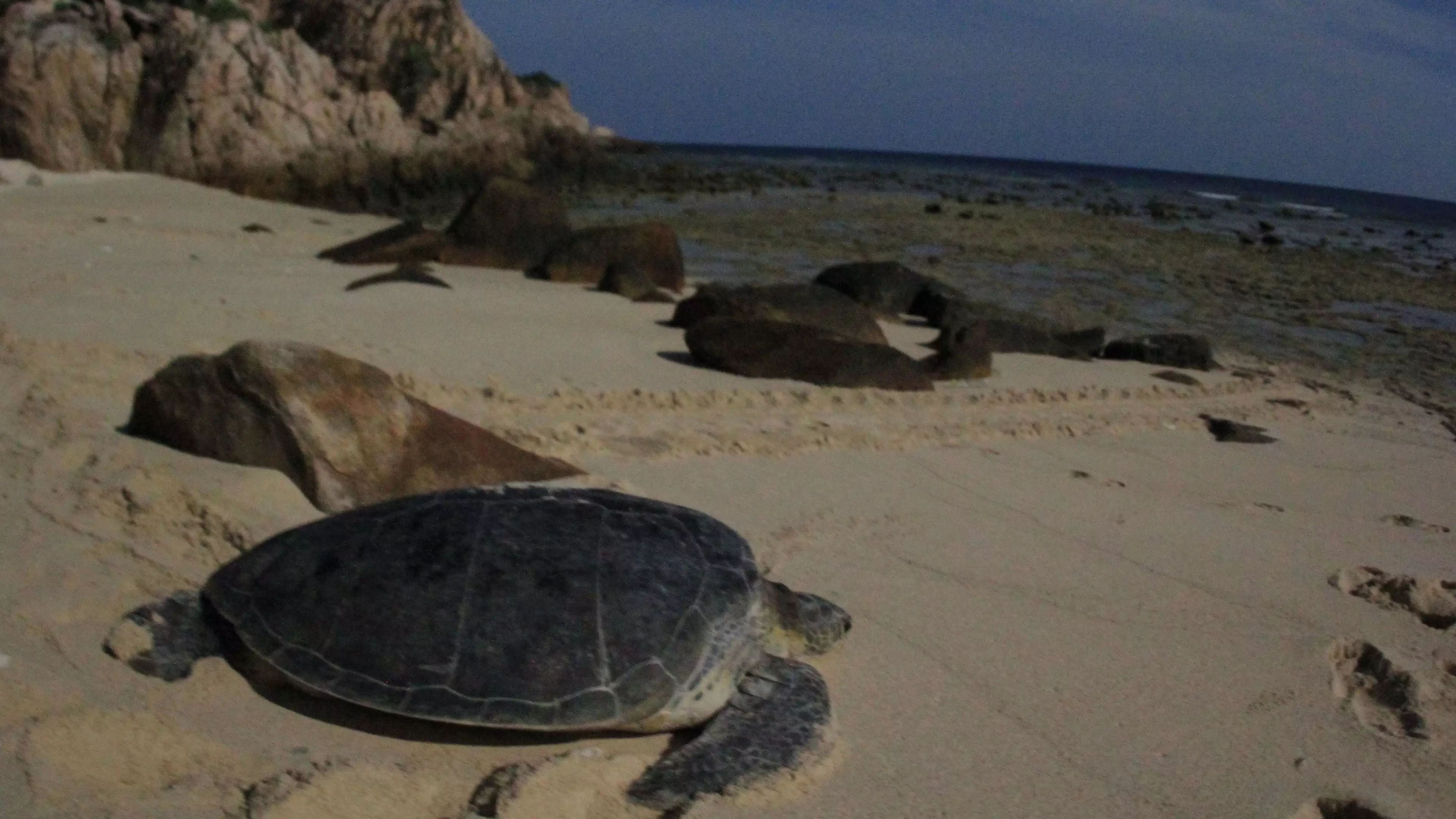 Footage Emerges Of Biggest Sea Turtle Swarm Ever Captured On Film