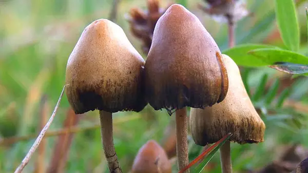 Canada Grants Special Exemption For Four Terminally Ill People To Do Psychedelic Mushrooms