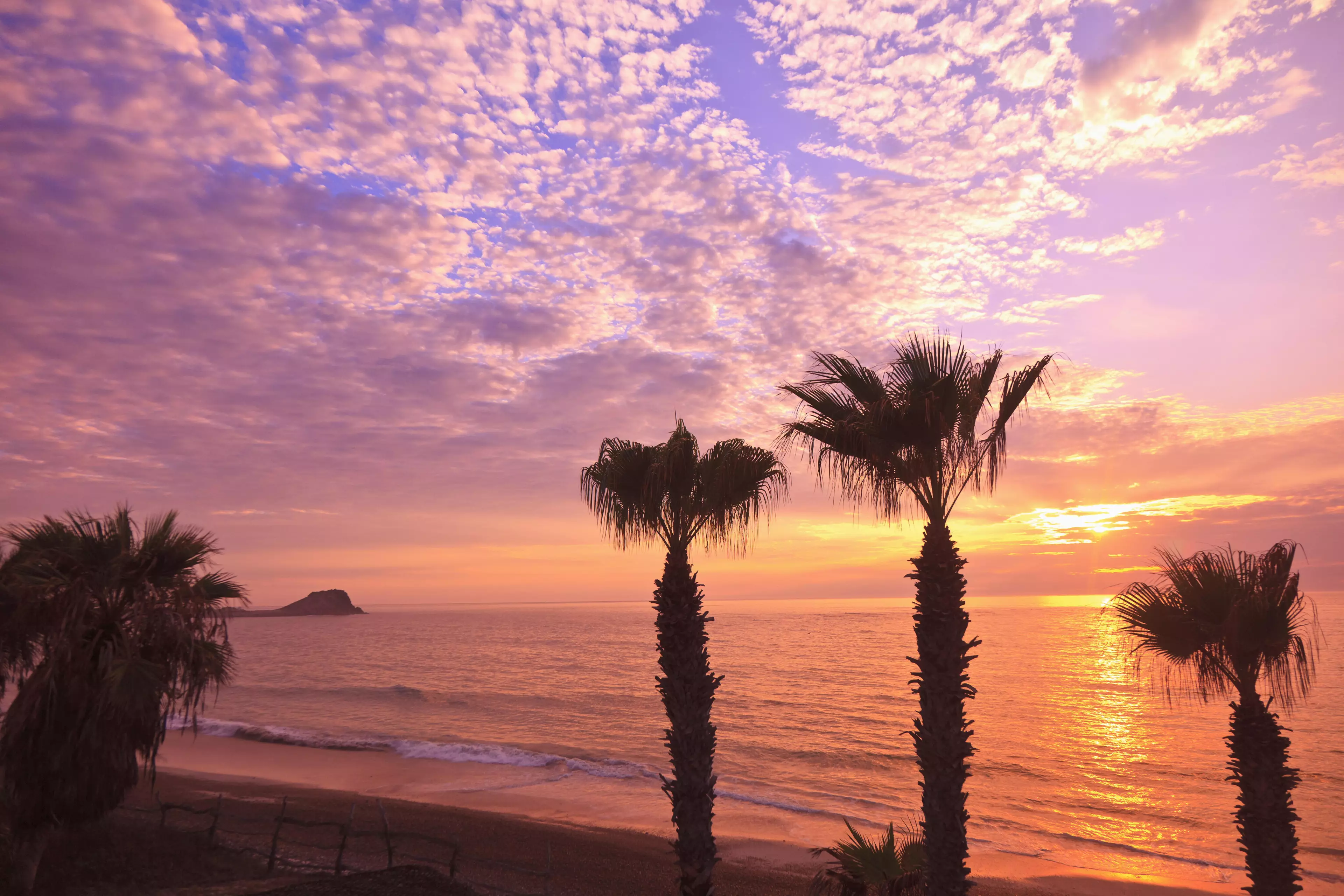 The vaquita called the Gulf of California home.