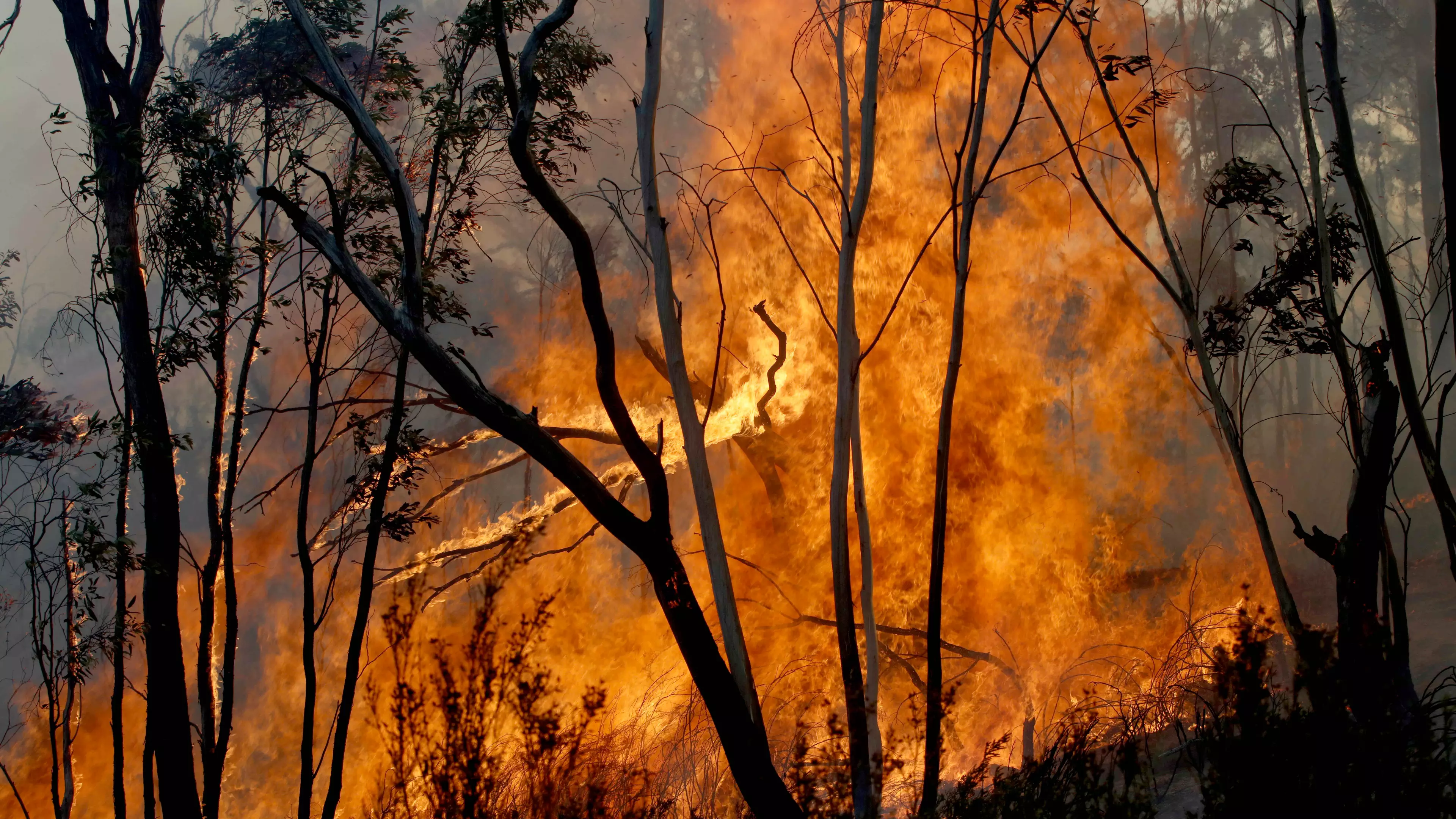 Red Cross Admits It Will Keep Some Money Donated To Bushfire Relief For 'Administration Costs'
