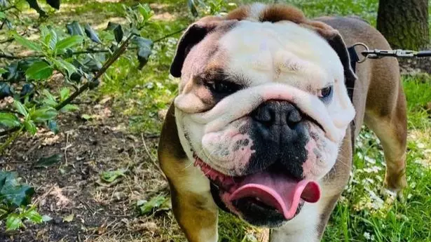 Dog Owner Warns About Breathing Illness That Nearly Killed His Bulldog 