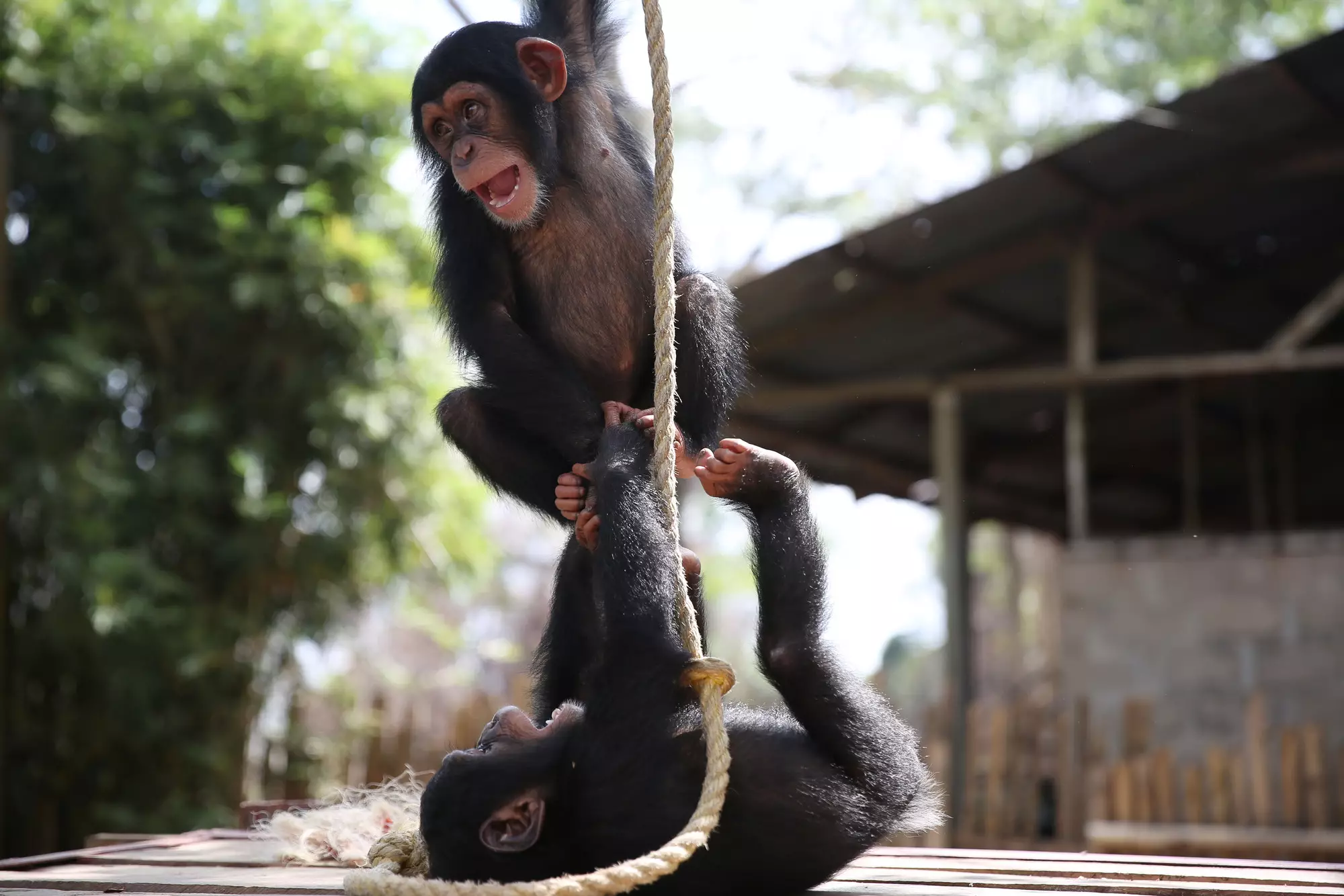 Wild chimpanzee mothers are often killed for bush meat, while their babies are traded illegally as expensive pets (