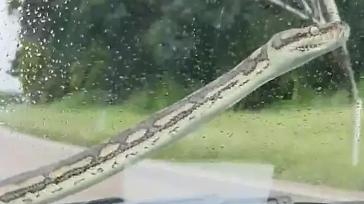 Outrage As Couple Use Windscreen Wipers To Force Snake Off Their Car