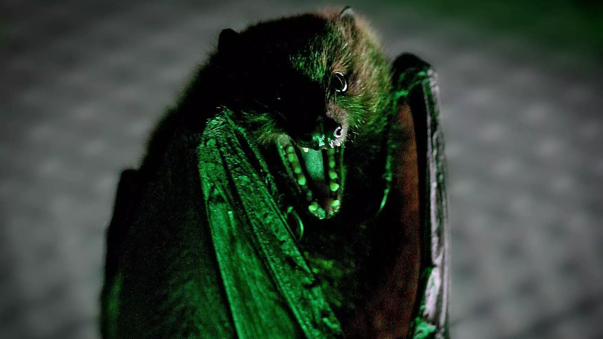 Study Finds That Vampire Bats Socially Distance When They Are Ill
