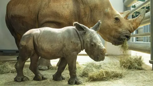 Rare White Rhino Born At Disney's Animal Kingdom In Florida