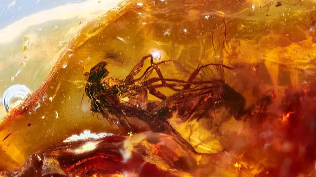 41-Million-Year-Old Flies Trapped In Amber And Caught In The Act 
