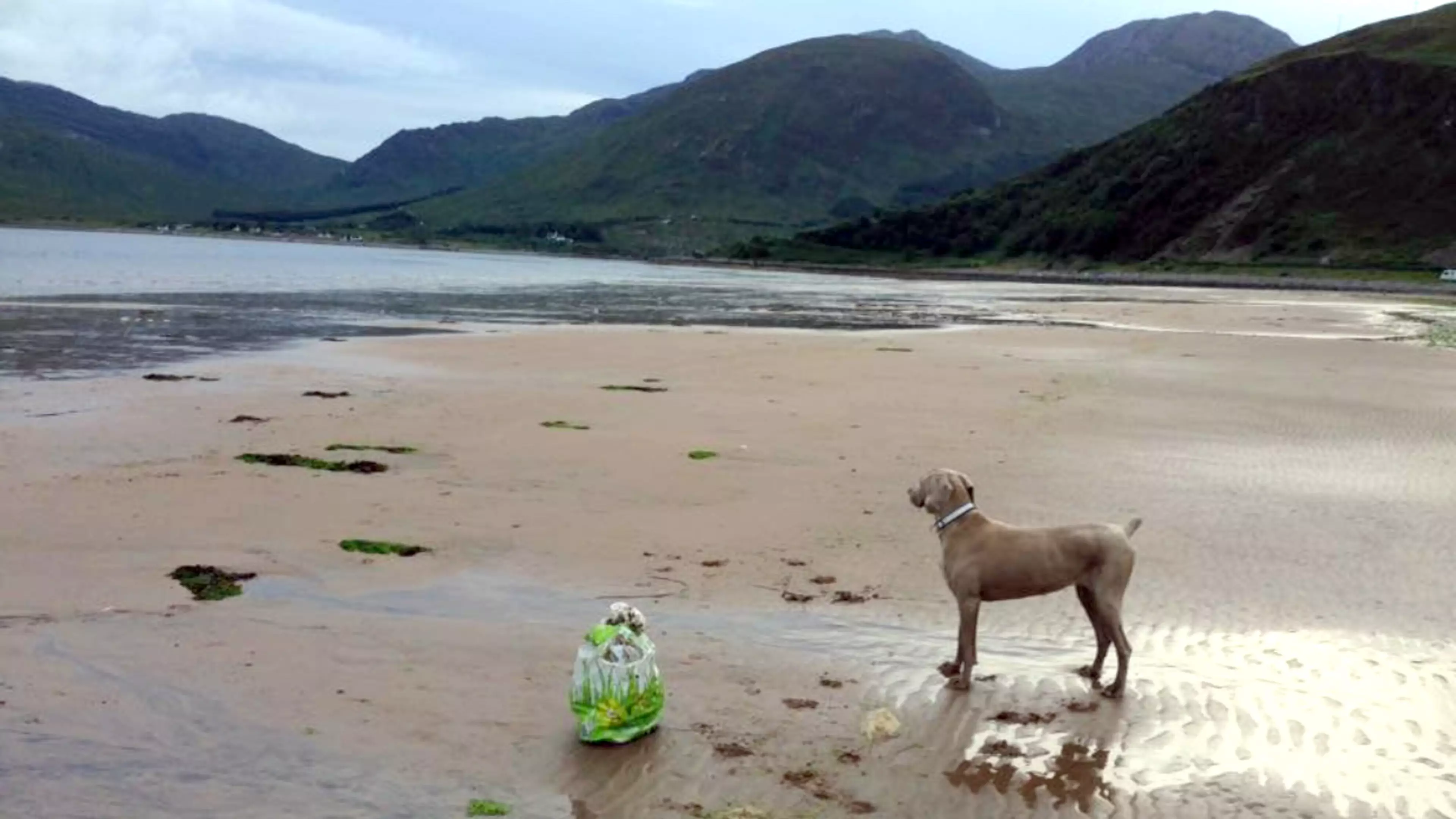 Dog Collects One Bin Bag Of Rubbish From The Beach During Her Daily Walks