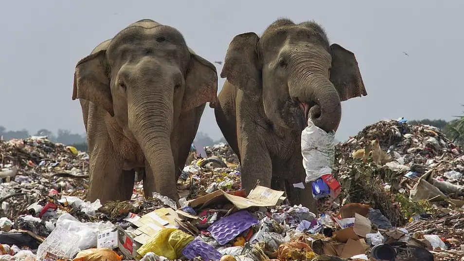 Herd Of Elephants Seen Foraging In Rubbish Dump For Food
