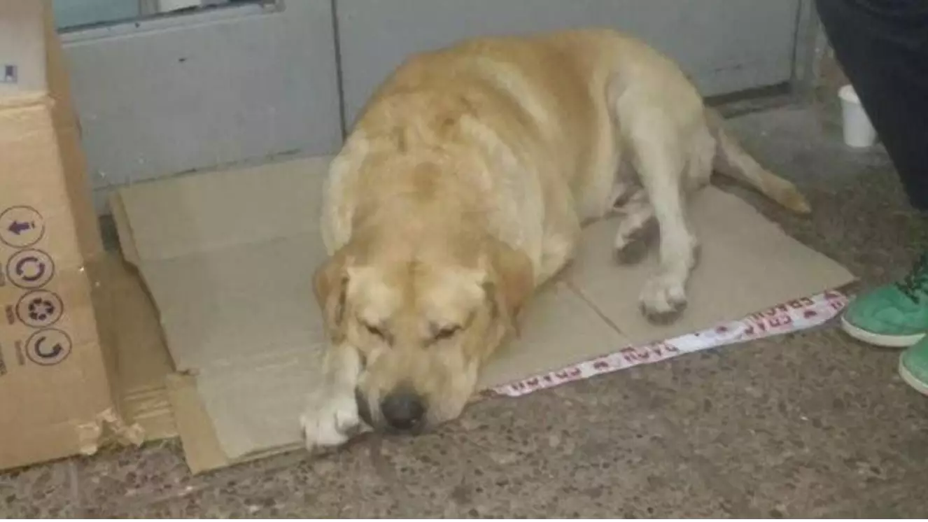 Dog Keeps Vigil Outside A Hospital Unaware His Owner Is Dead 