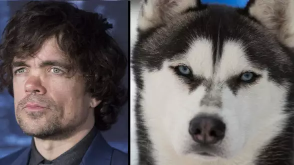 Peter Dinklage Is Begging 'GOT' Fans Not To Buy Huskies Just Because They Look Like Direwolves 