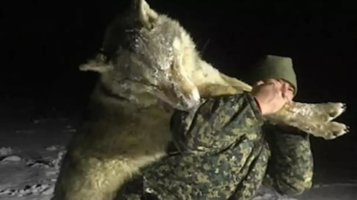 Huge Wolf Killed As Large Packs Terrorise Russian Villages