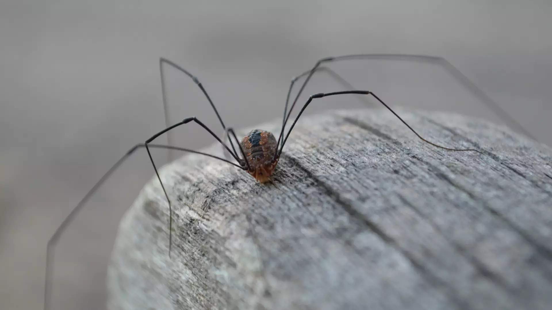 Huge Daddy Long Legs Are Invading UK Homes And It Sounds Terrifying 