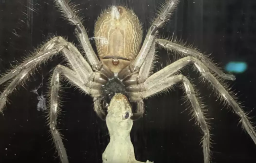 Spider Munches On Gecko For Sunday Dinner Because He's A Scary Bastard