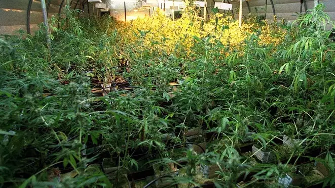 Police Walk Drunk Pensioner Home And Discover Cannabis Farm In Her Loft