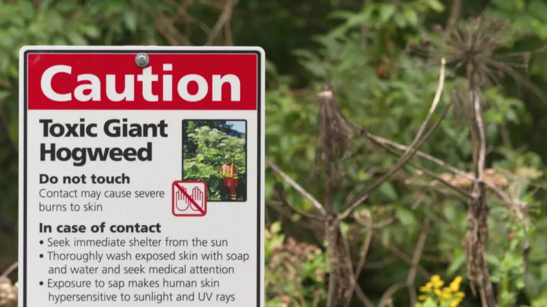 Heatwave Causes Breakout Of Hogweed, The UK's Most Dangerous Plant