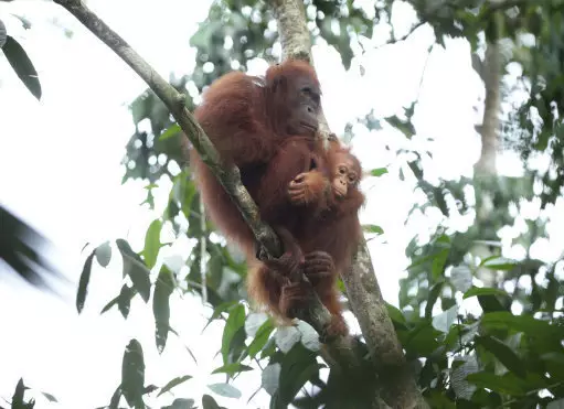 Orangutans aren't the only victim of palm oil.
