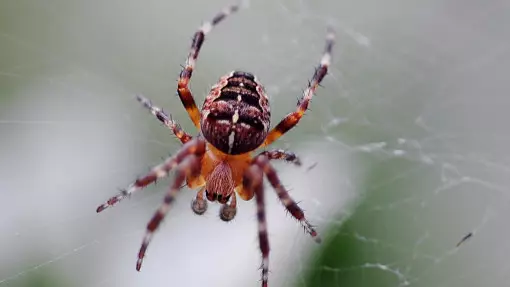 Woman Jumps Out Of Moving Van After Seeing Spider On Her Lap