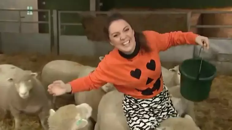 Hilarious Moment Sheep Runs Between GMB's Laura Tobin's Legs Live On Air
