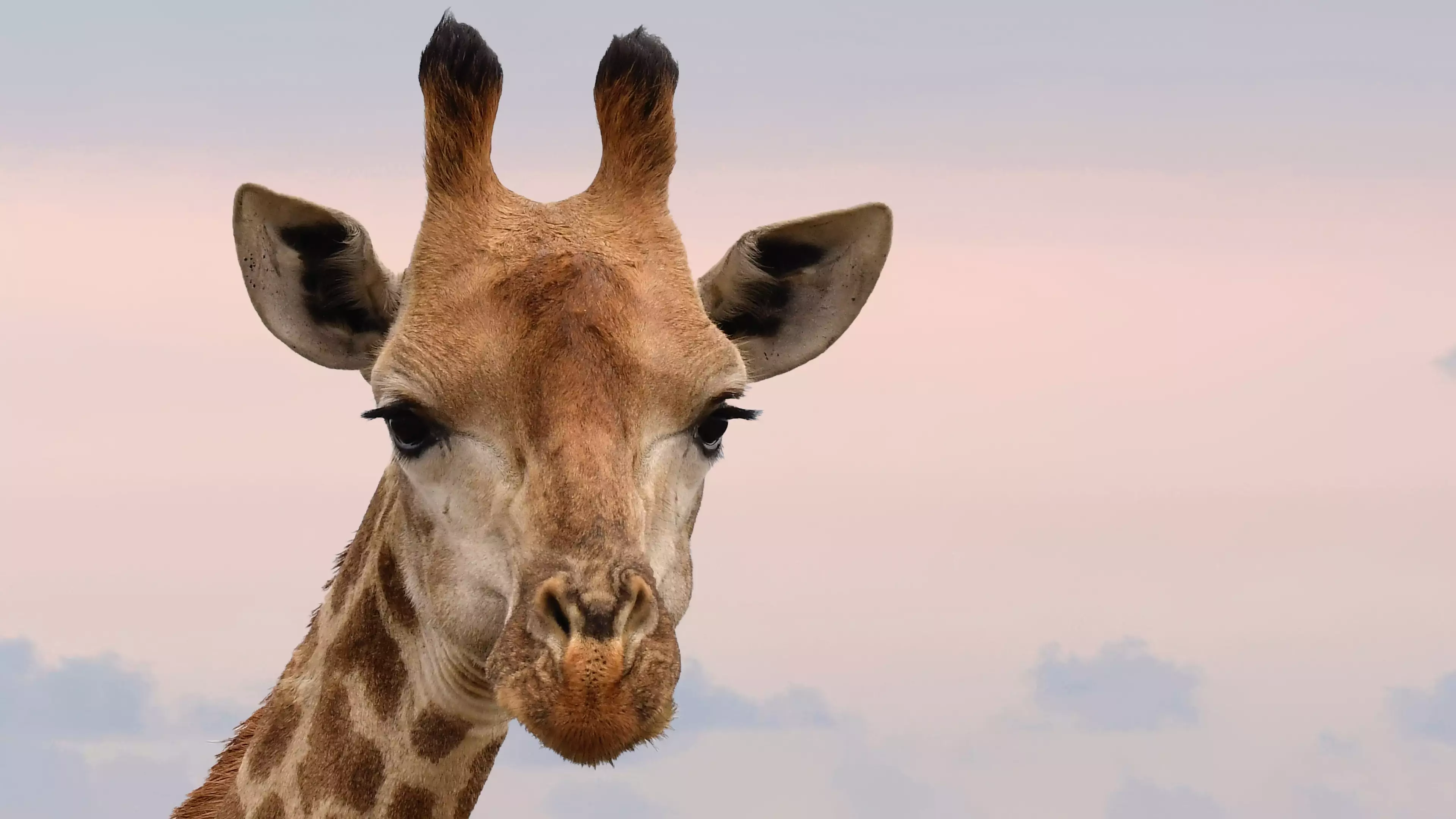 Giraffes Have Been Added To The Endangered Species List