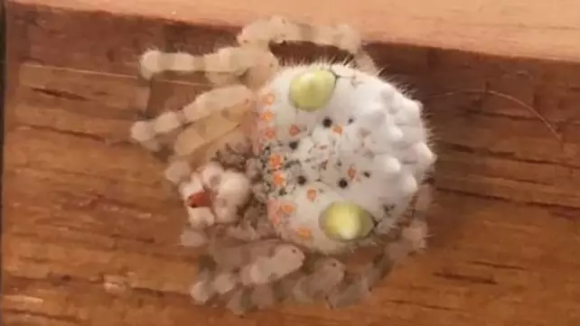 ​Bloke Discovers Weird Spider That Resembles Sushi