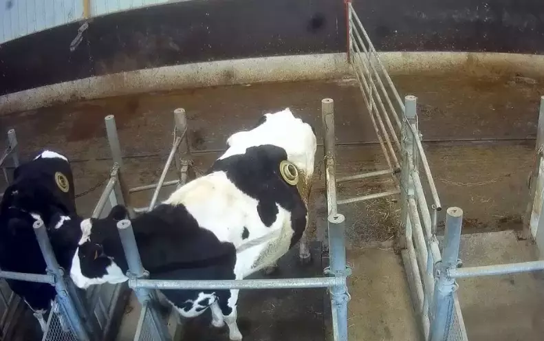 Fistulated cows are used to research into animal medicine.