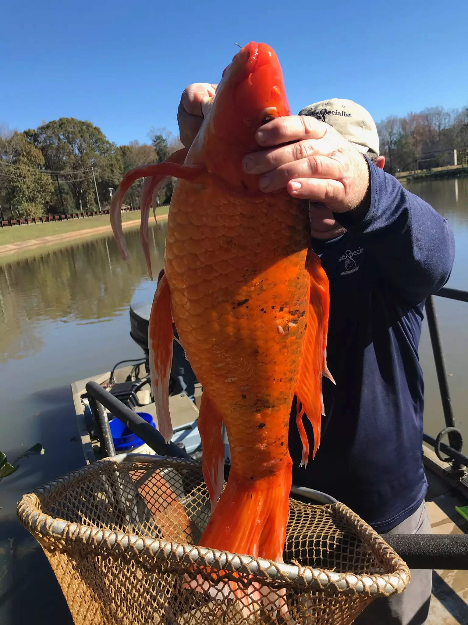 The massive 'goldfish' was found during a routine check of the lake.