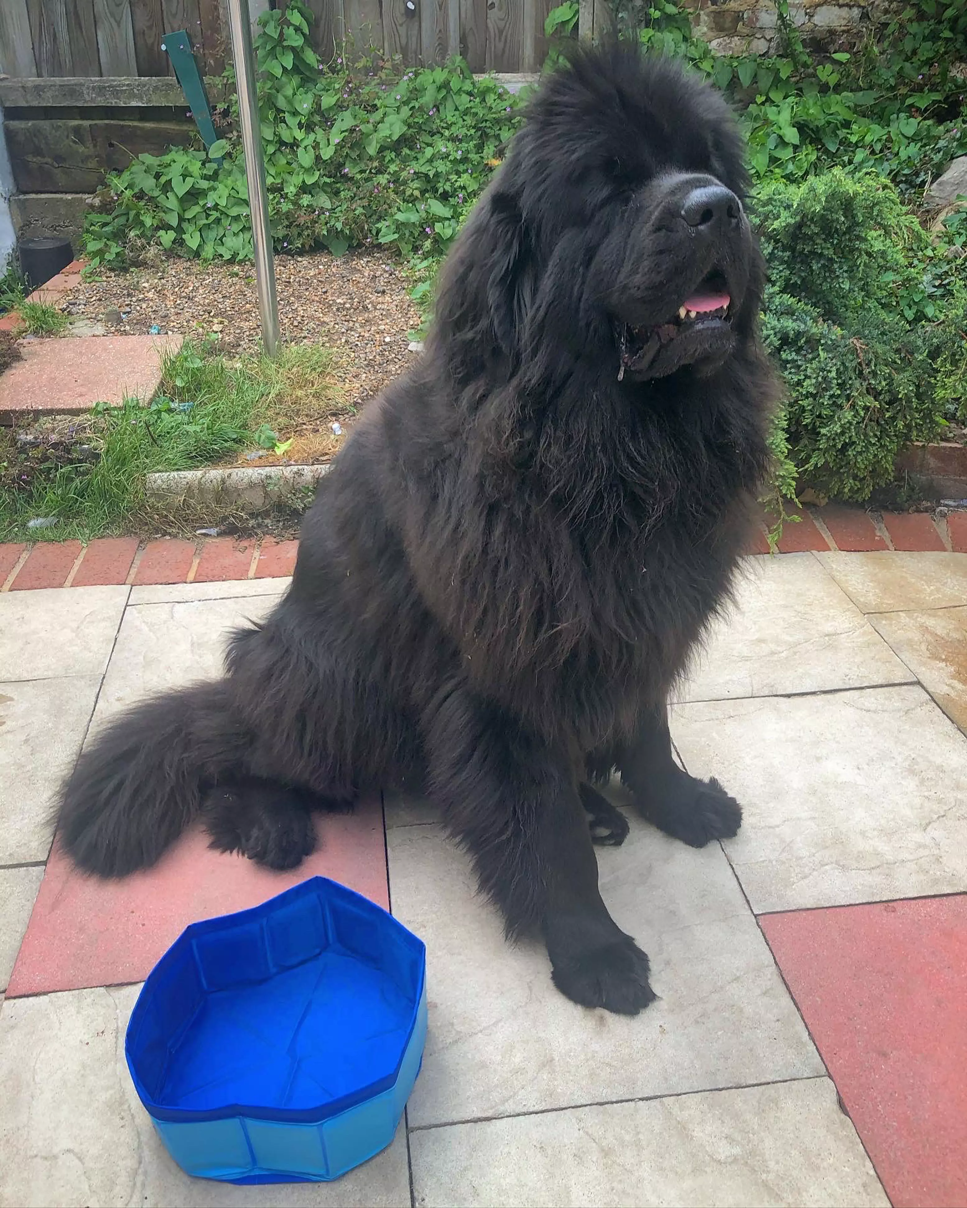 The two-year-old Newfoundland Darcy loves splashing around in water - but her pool was too small for a Chihuahua (