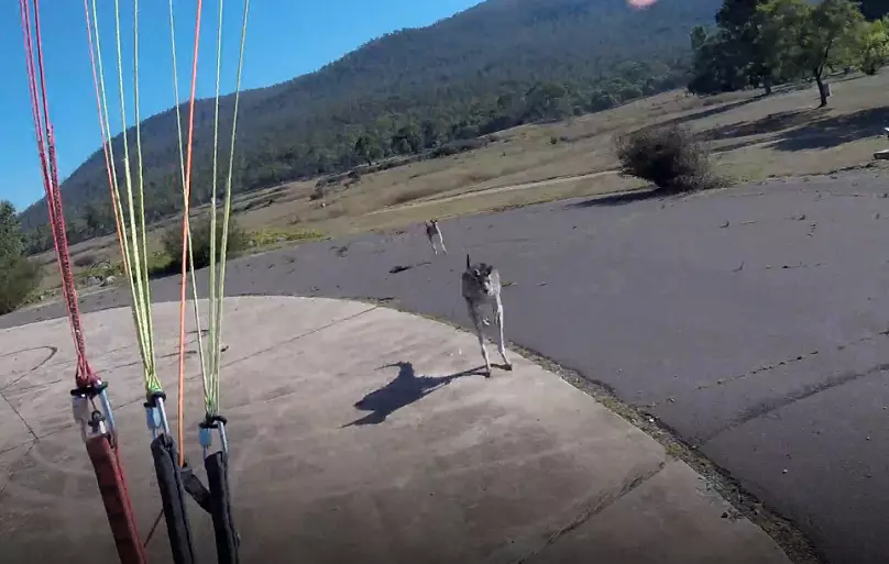 The paraglider had thought the friendly roo had come over to say hi, he was very mistaken.