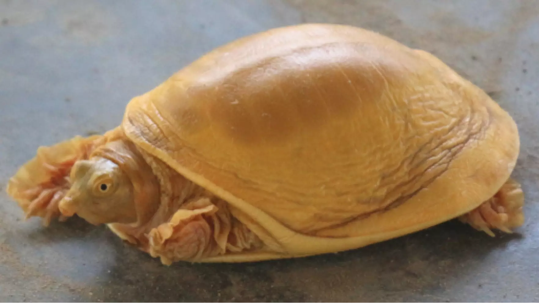 Rare Turtle Born With Golden Shell Is Worshipped As A God