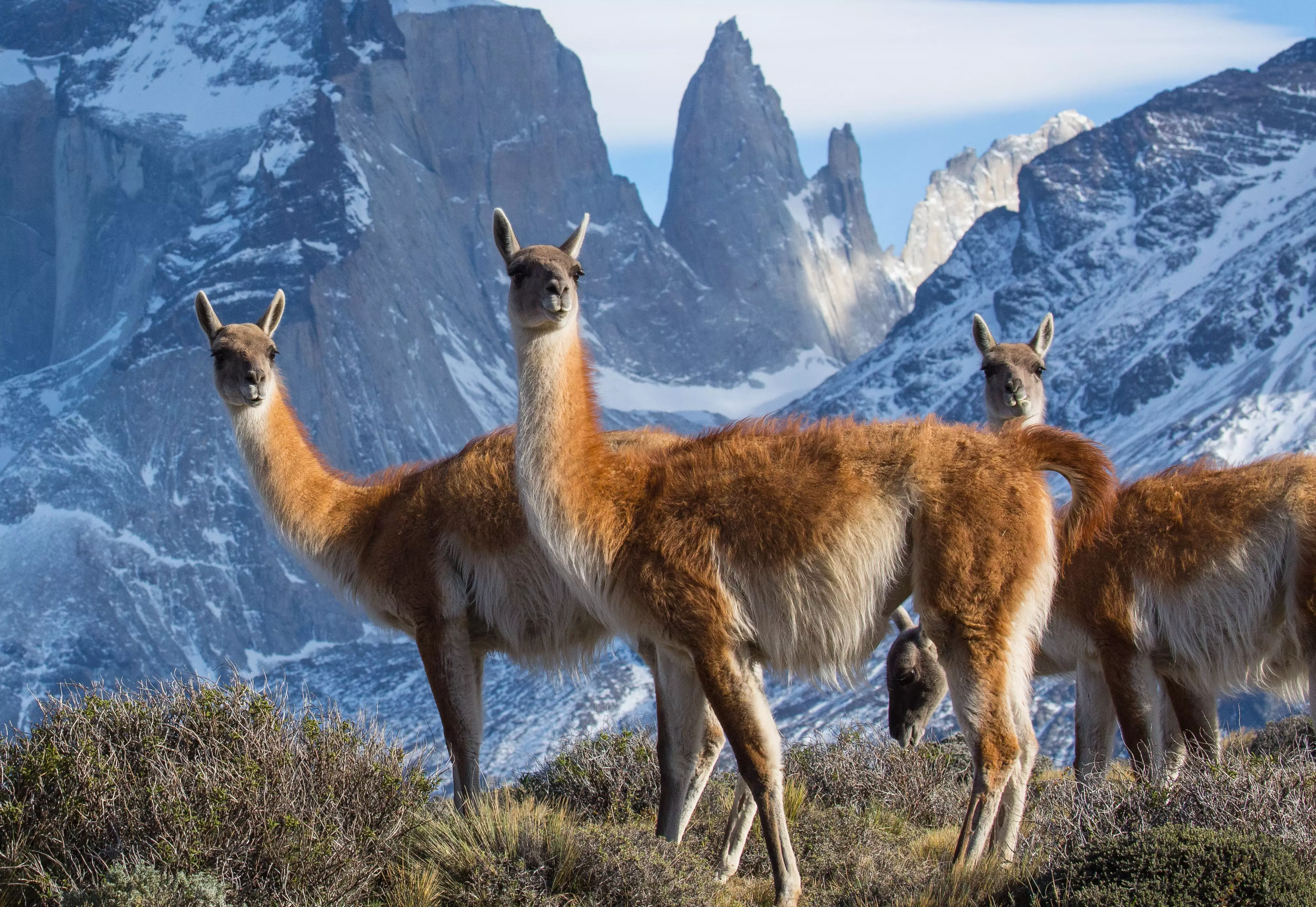Episode two will feature Guanaco who have been snapped here in the Torres del Paine National Park, Chile. (