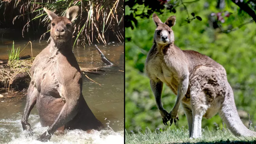 Kangaroo Batters Three People Leaving One Of Them In Hospital With Serious Injuries