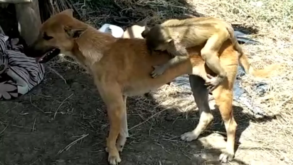 Dog Steps In To Look After Orphaned Baby Monkey 