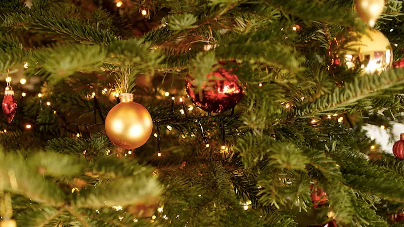 People Warned To Look Out For Walnut Sized Lumps On Christmas Trees