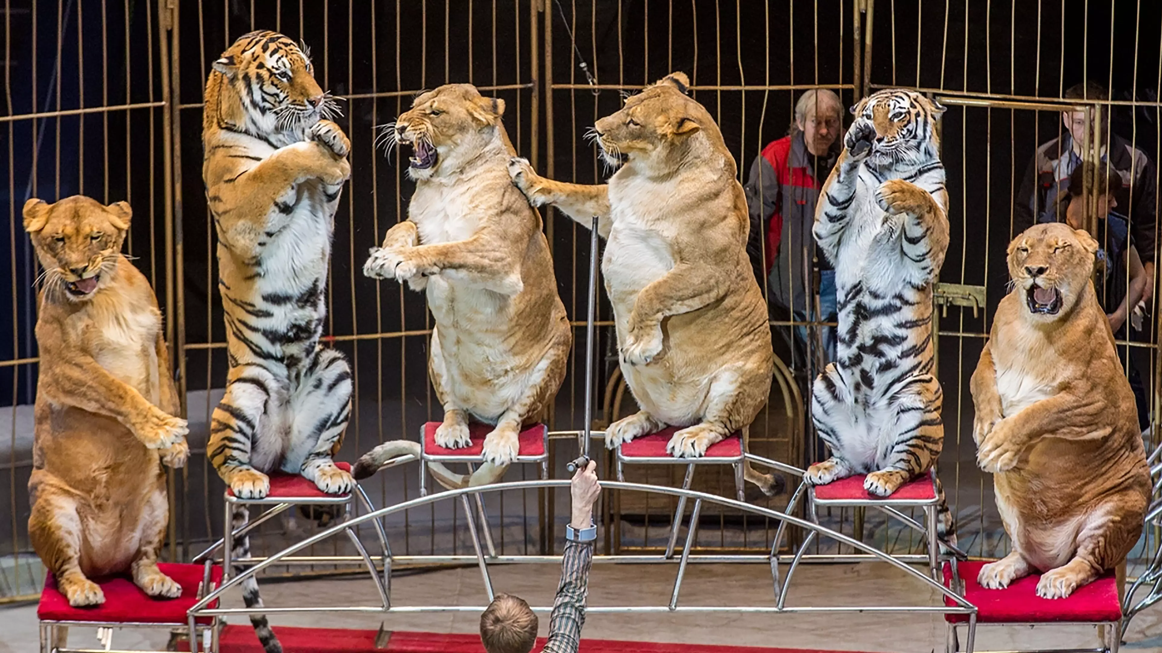 Row Emerges As 'Fat' Lions And Tigers Perform At Circus In Russia