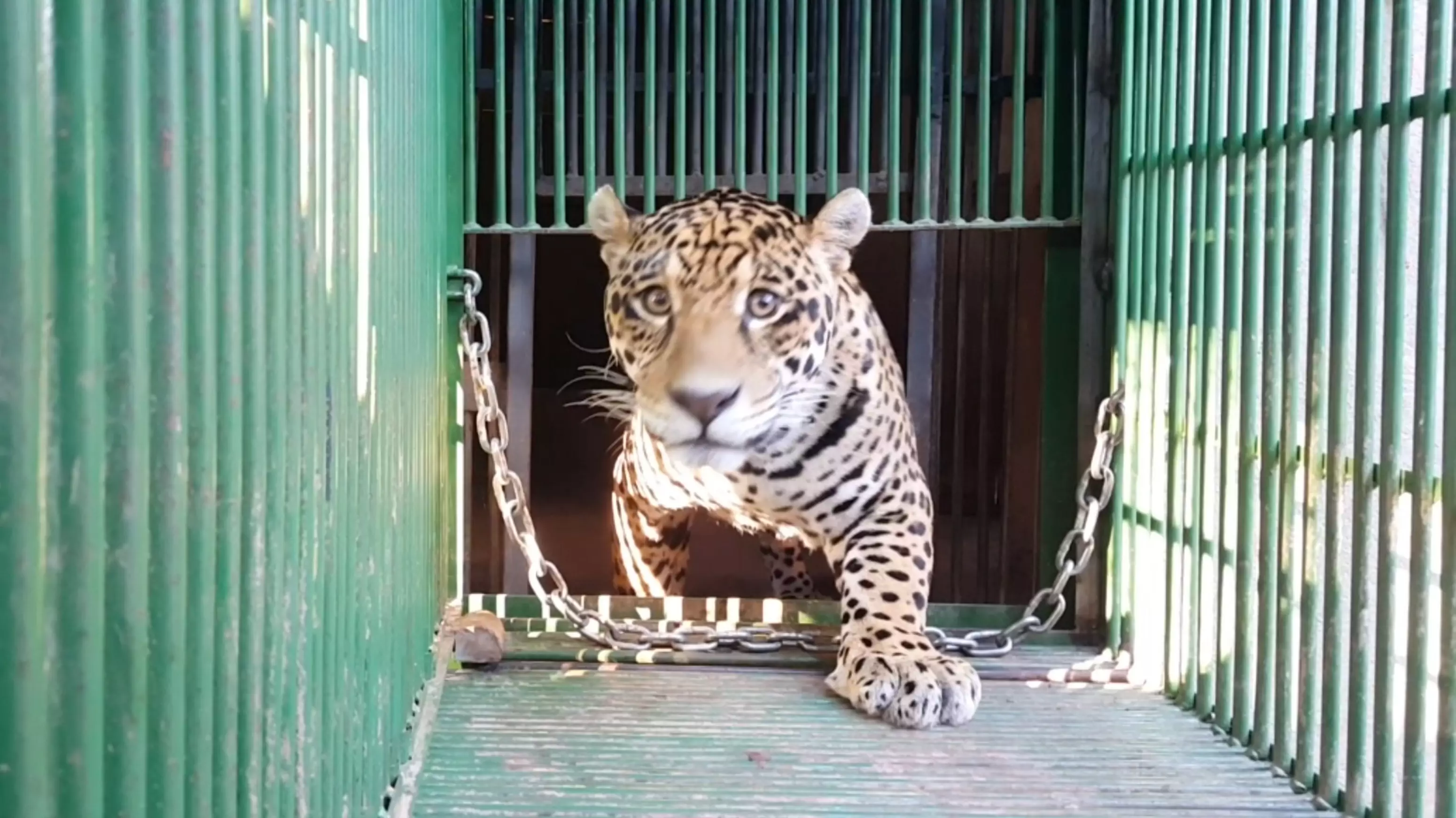 World's First Jaguar Born Via Artificial Insemination Eaten By Its Mum