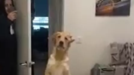 Dog Gets Confused By Owner's Reflection During Game Of Hide And Seek