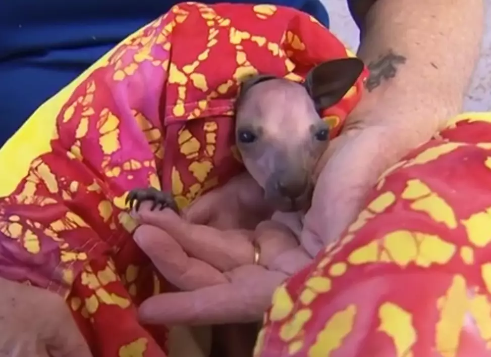 The 'cowardly attack' has left behind a five-month-old joey.