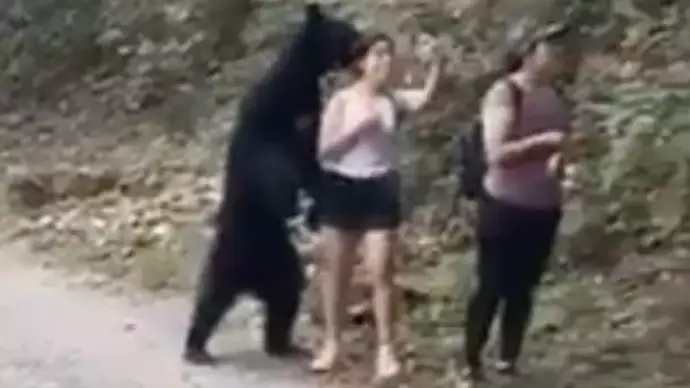 Mexico Rangers Set Traps To Catch Viral Selfie Bear