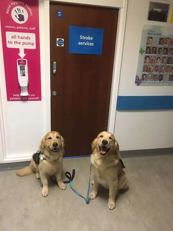 Therapy dogs Leo and Archie.